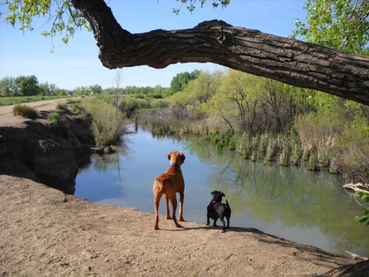 dogs at cherry creek state park