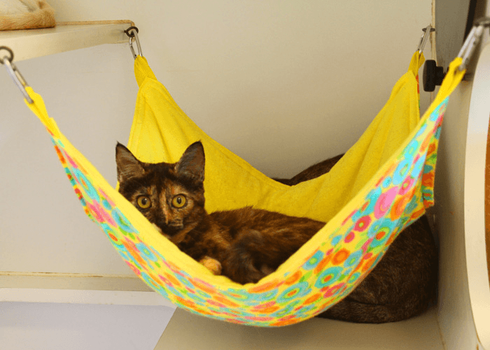 colorful cat hammock