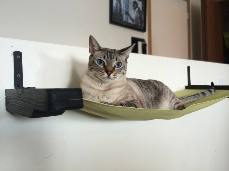 20 Cool Cat Hammock Design Ideas