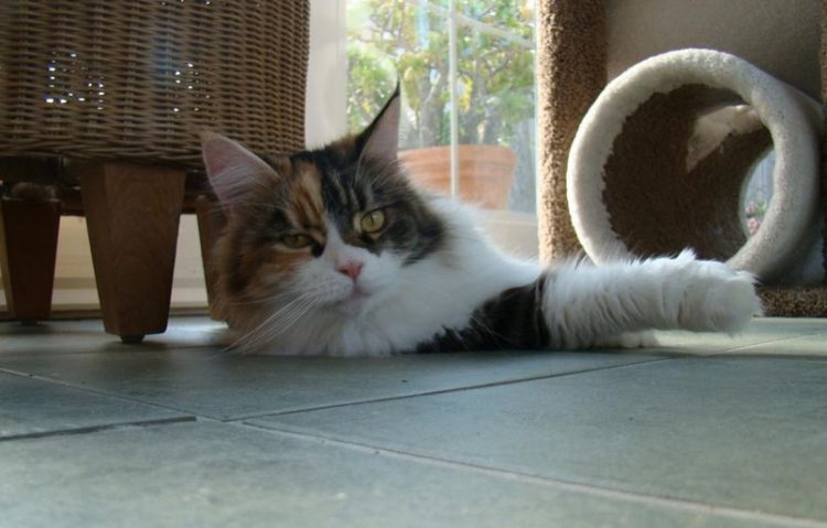 Cat at home