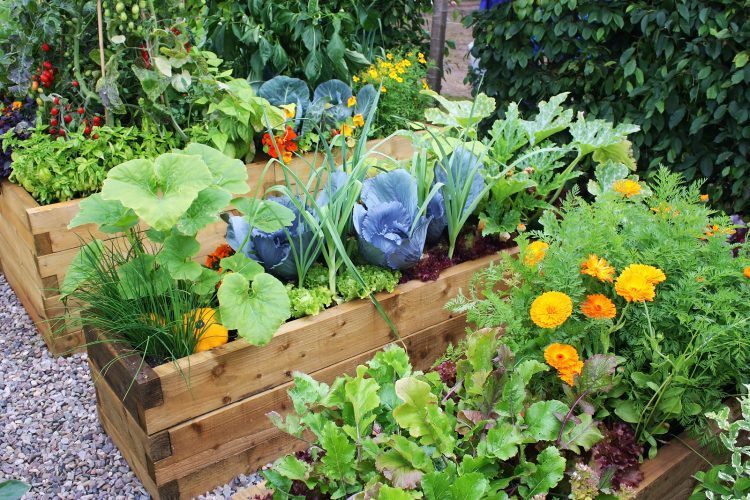 Colorful-vegetable-garden