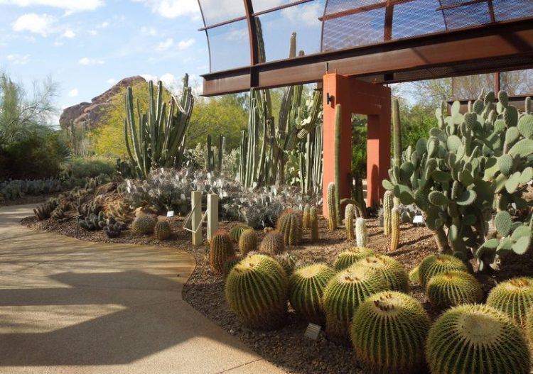 Desert Botanical Garden