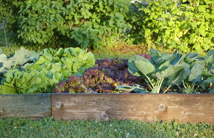 Vegetable Beds