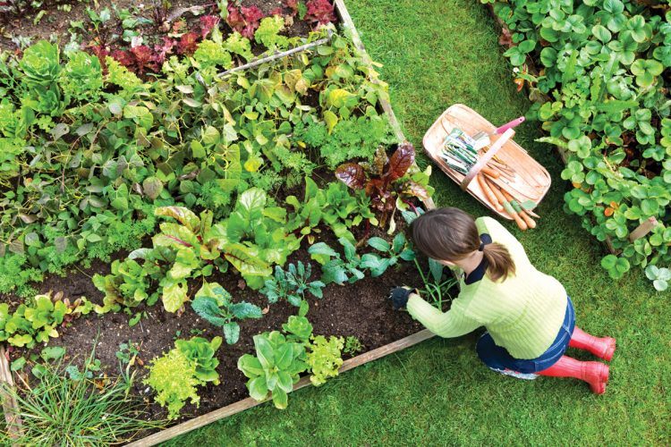 Digging The Vegetable Garden