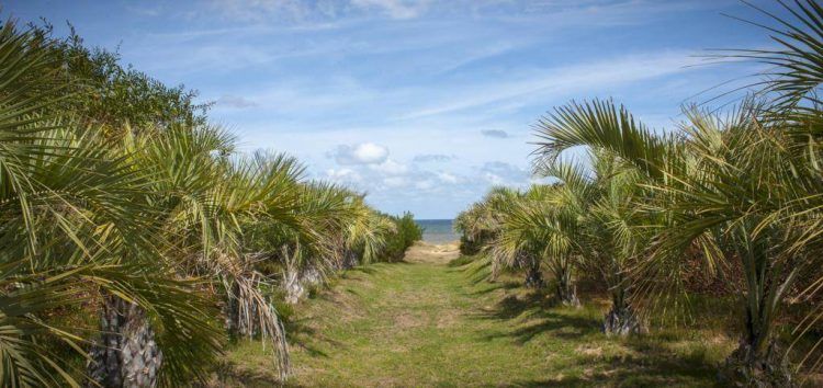 path leading to the beach