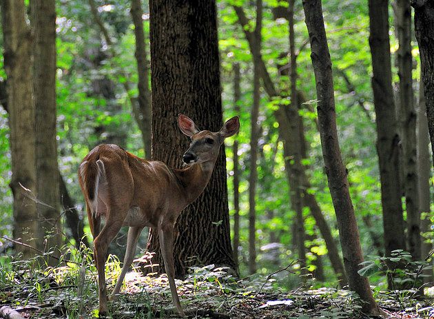 Eagle Creek Park and Nature Preserve