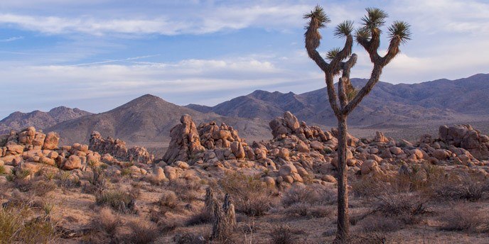 Joshua Tree National Park