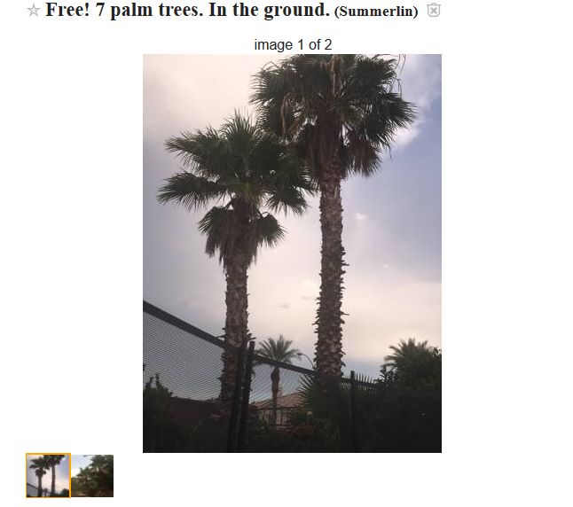 Palm Trees