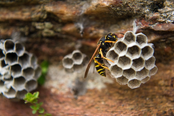 Paper Wasp Close-Up