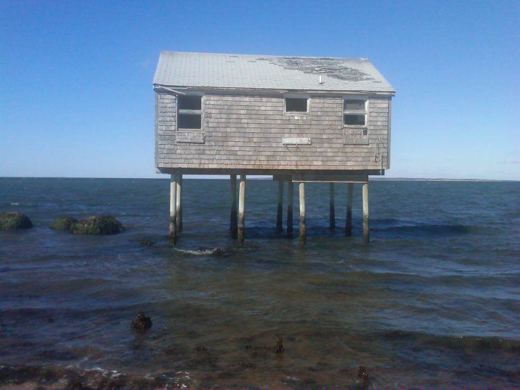 gray tiny house on stilts