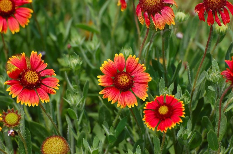 10 Types Of Flowers For The Best Curb Appeal