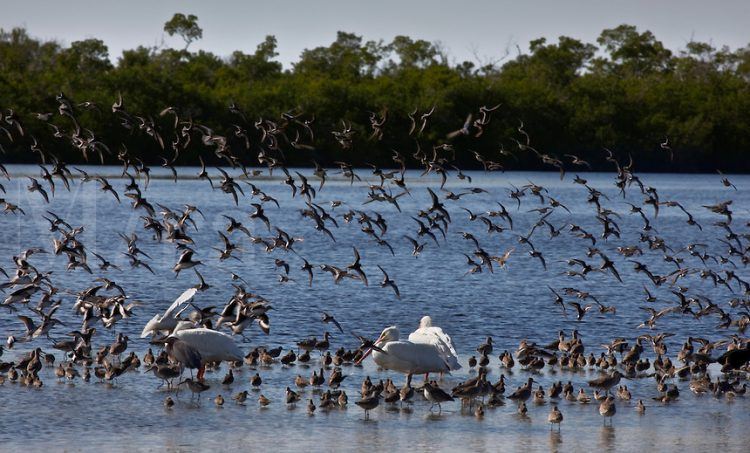 Wintering Water Birds, J. N. "Ding" Darling National Wildlife Refuge, Florida