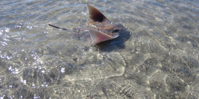 Hilton Head Stingray