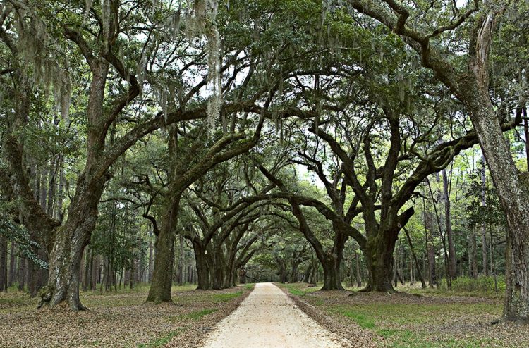 Hilton Head Trees