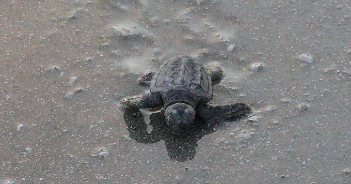 Hilton Head Turtles