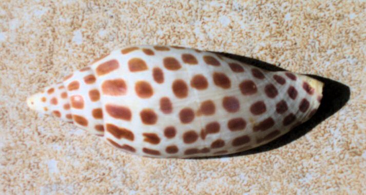 Junonia Shell