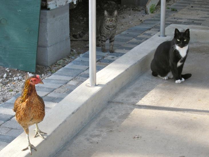 Key West Chickens