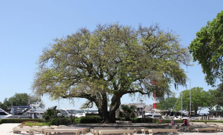 Liberty Oak