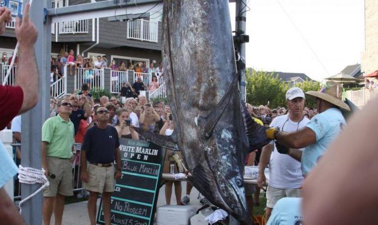 Ocean City White Marlin