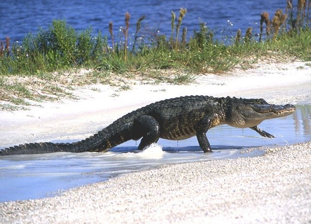 Sanibel Island Alligator