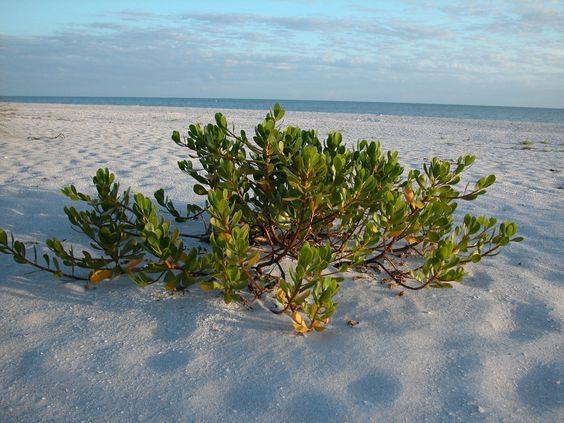 Beach foliage, Bowman's Beach, Sanibel.