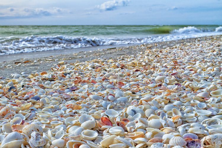 Sanibel Island Seashells