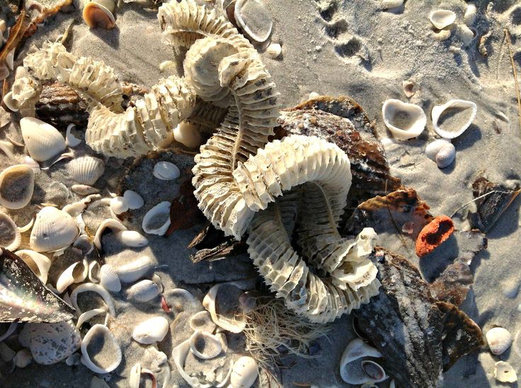 Sanibel Island Treasure