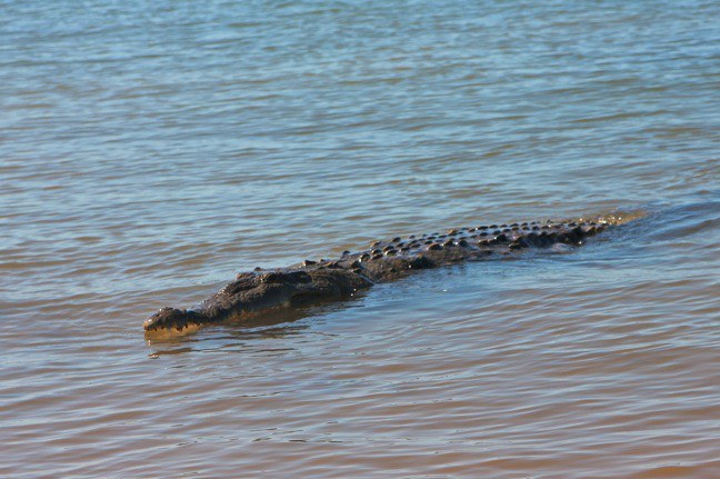 Sanibel island crocodile