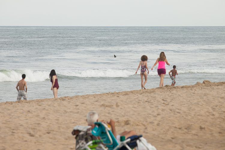 Shark in Ocean City