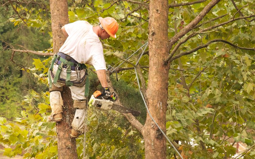 a handy diy tree trimming guide