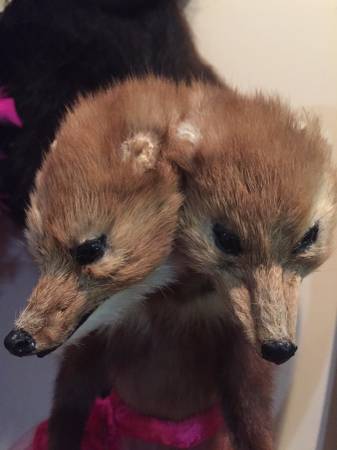 Two Headed Fox