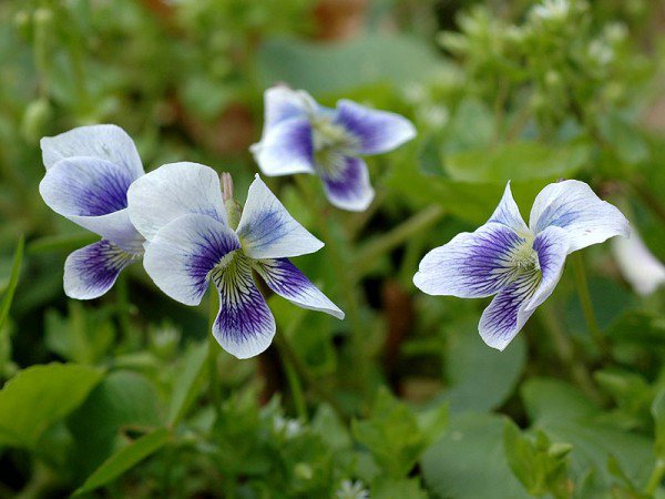 Violets
