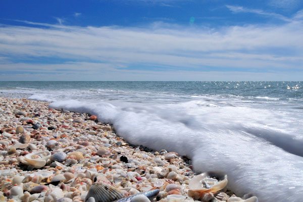 sanibel-island-beach-shelling