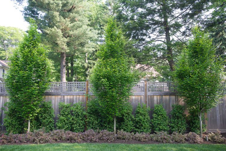 fence-with-planting