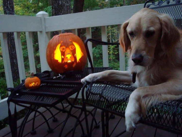 golden-retriever-pumpkin-carving