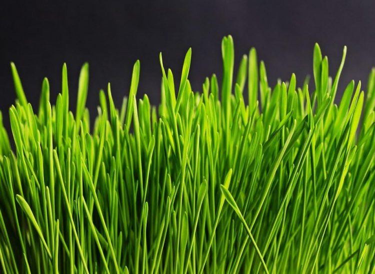 grass