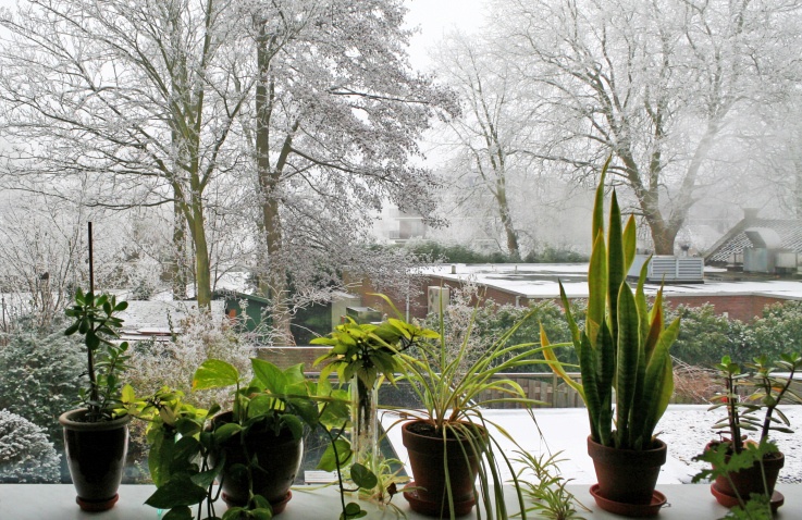 indoor-plants-in-winter