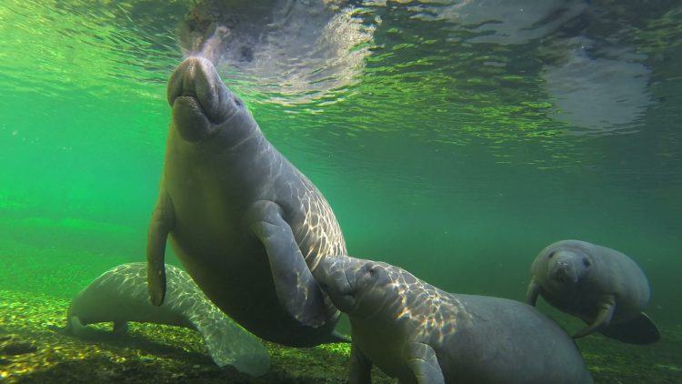 manatees