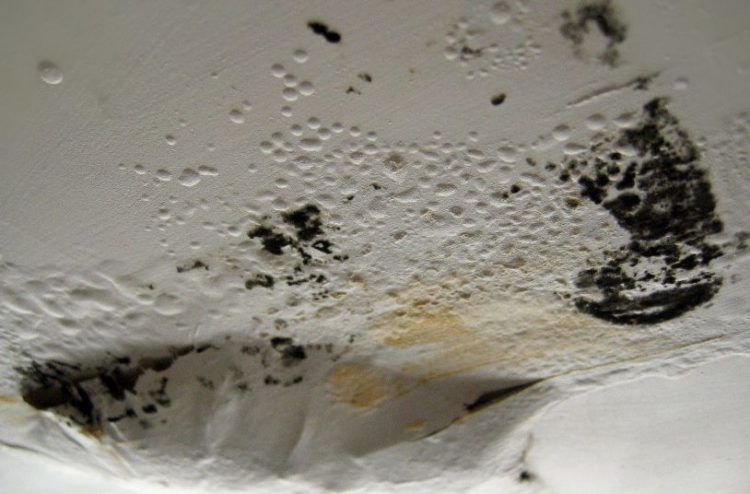 black-mold