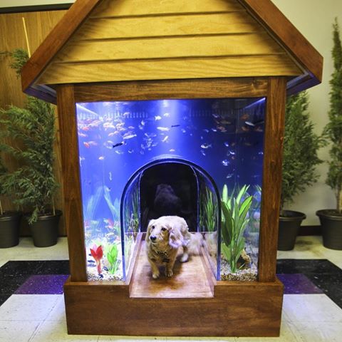 coolest dog house in the world