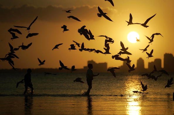 birds flying over miami