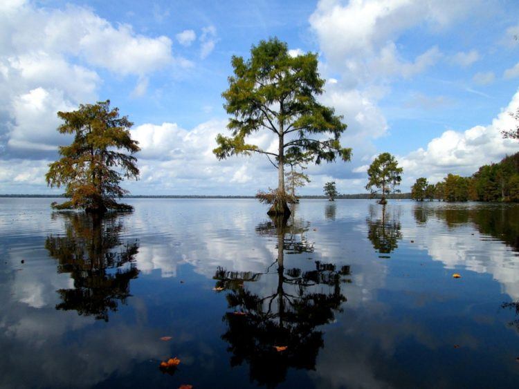 the great dismal swamp