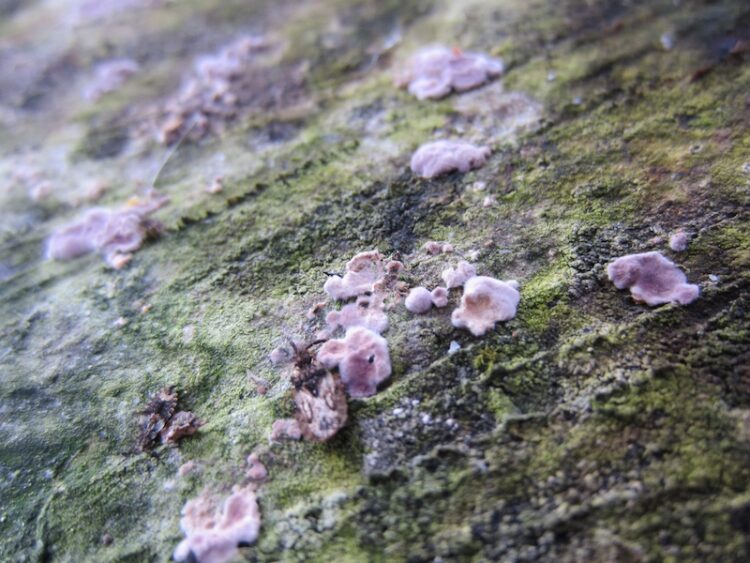 pink mold