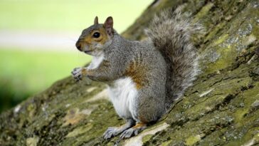 Squirrel on Trunk