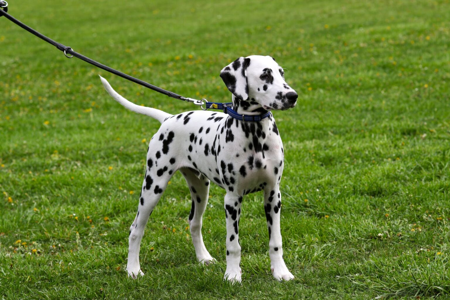 15 Dog Breeds to Avoid Housely