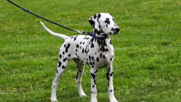 A Dog on a Leash