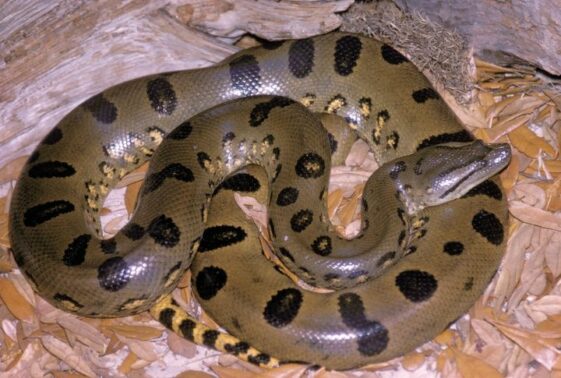 The 15 Largest Snakes in the World - Housely