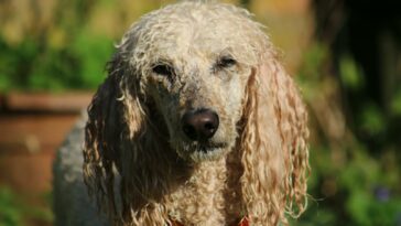 Selective Focus Photography of White Dog