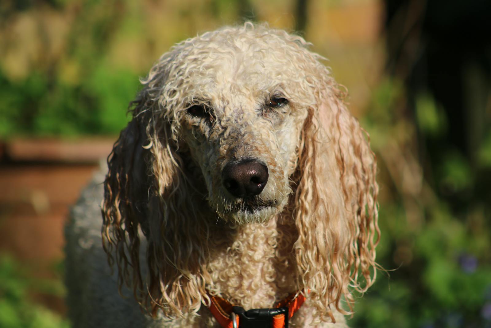 Selective Focus Photography of White Dog