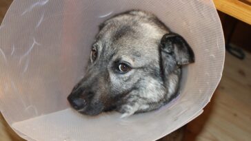 sick dog, greyhound, funnel